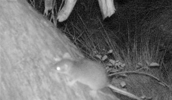 antechinus