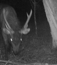 deer