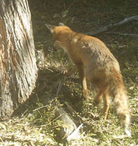 fox