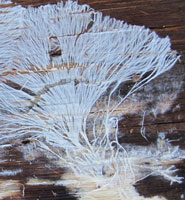 bark fungus