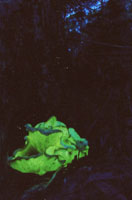 ghost fungus