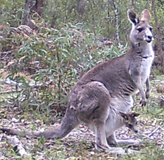 kangaroo and joey