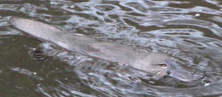 platypus