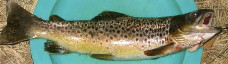 brown trout