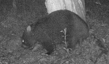 wombat